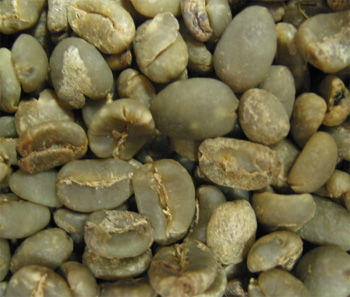 <四季咖啡生豆>黃金曼特寧GoldenMandheling 生豆(新貨到)每公斤460元