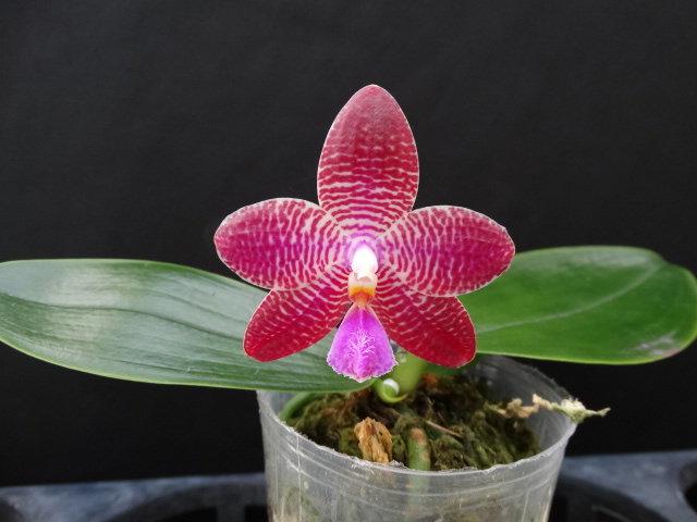 親友蘭園} 蘭花拍賣之蝴蝶蘭- P.Zheng Min Etching 有香味| 露天市集