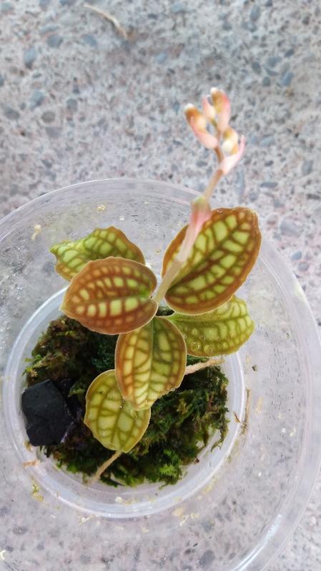 寶石蘭 Cystorchis variegata