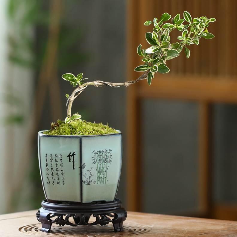 菖蒲盆栽- 人氣推薦- 2026年5月| 露天市集