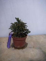 八房杉- 人氣推薦- 2025年4月| 露天市集
