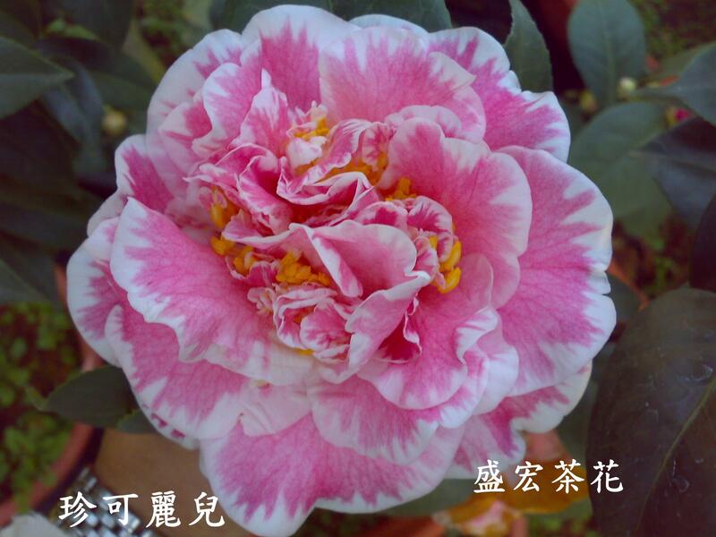 【盛宏茶花】茶花品種︱5吋盆原棵茶花︱珍可麗兒