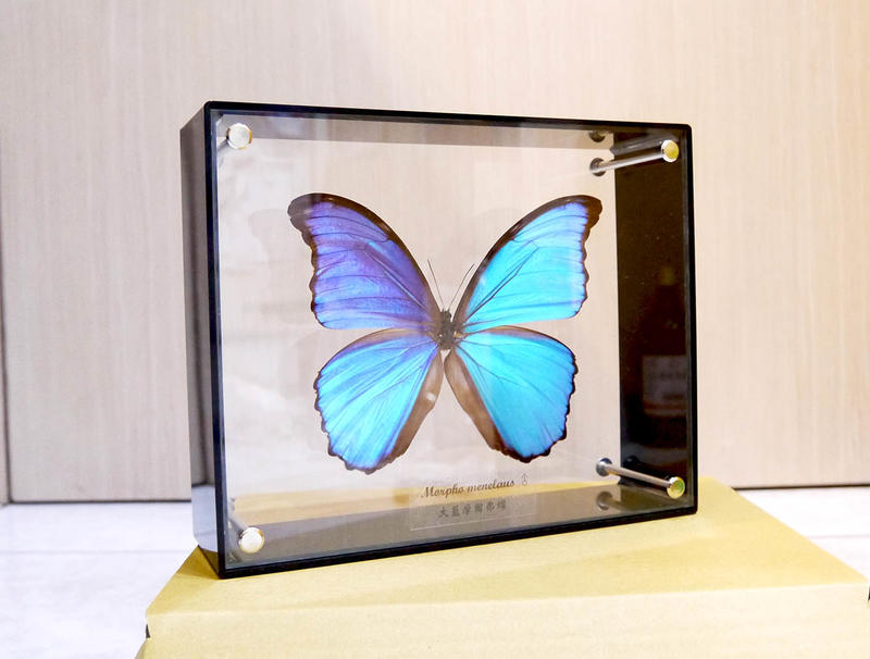 蟲新發現╭○-○╮蝴蝶標本A1 ~ 全新透明壓克力藝術相框 ~ 搭配大藍摩爾弗蝶