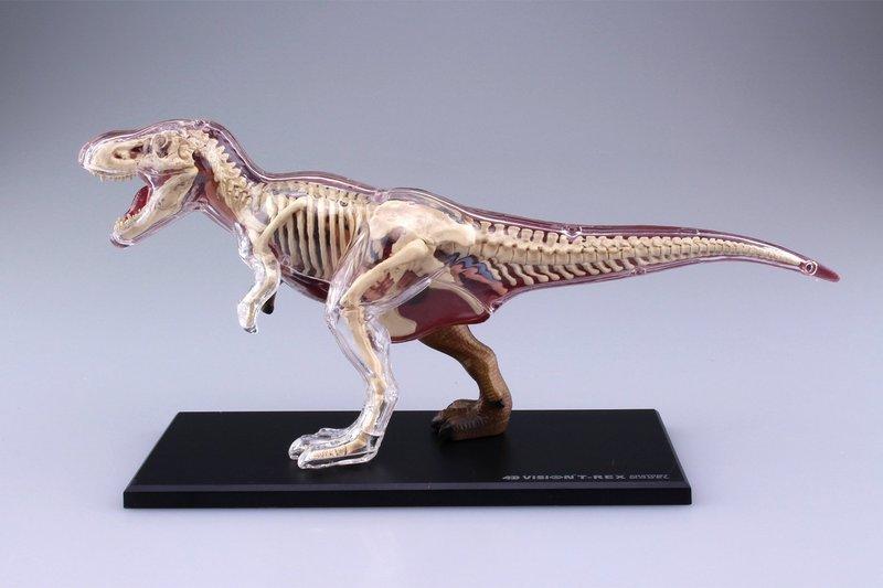 【CartoonBus】1114預訂! 12月 青島文化 立體益智4D VISION 動物解剖模型 恐龍 暴龍 骨骼