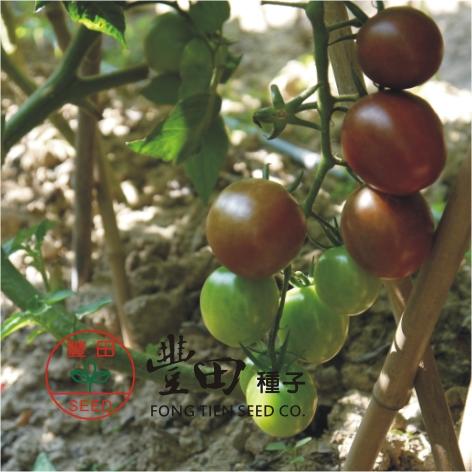 【野菜部屋~大包裝】L19 黑帥紫黑蕃茄種子1公克 , 抗病性強 , 短楕圓果 , 果色紫黑色 , 每包600元~