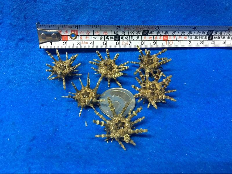 【鑫寶貝】貝殼DIY  海膽 標本  (小，3～公分)  單顆120元
