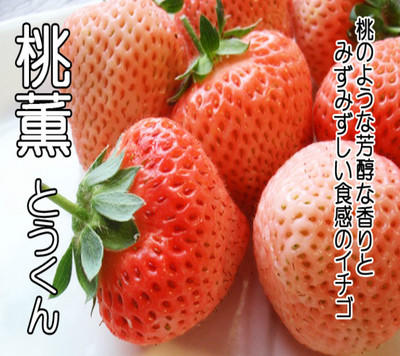 草莓苗  水蜜桃草莓 白草莓 粉紅草莓 桃薰草莓
