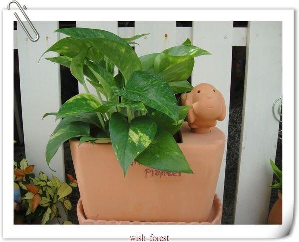 WISH FOREST【耐陰植物。黃金葛】。廁所最佳擺放植栽。風水植物。耐陰第一名~