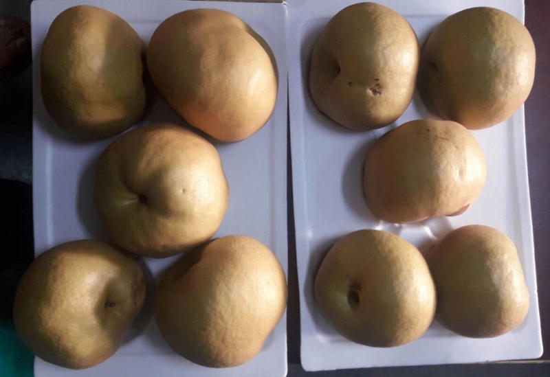 台灣水梨種子  品種：瑞雪   -  家坤種子專賣店