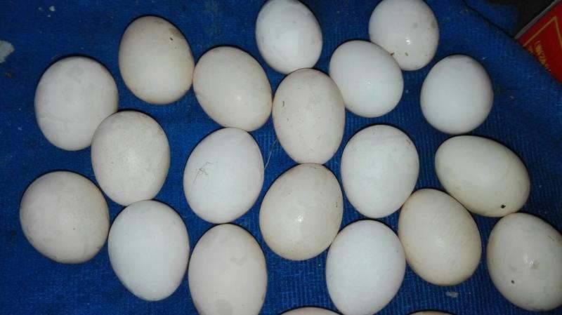 日本矮雞種蛋一組10顆