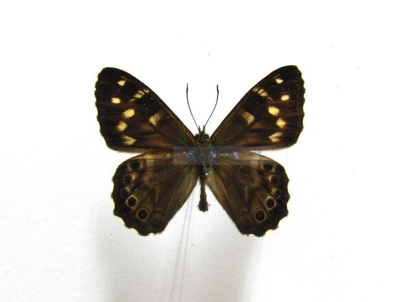 蟲新發現╭○-○╮昆蟲標本A1~玉山蔭蝶♂  展翅4CM  產地：台灣