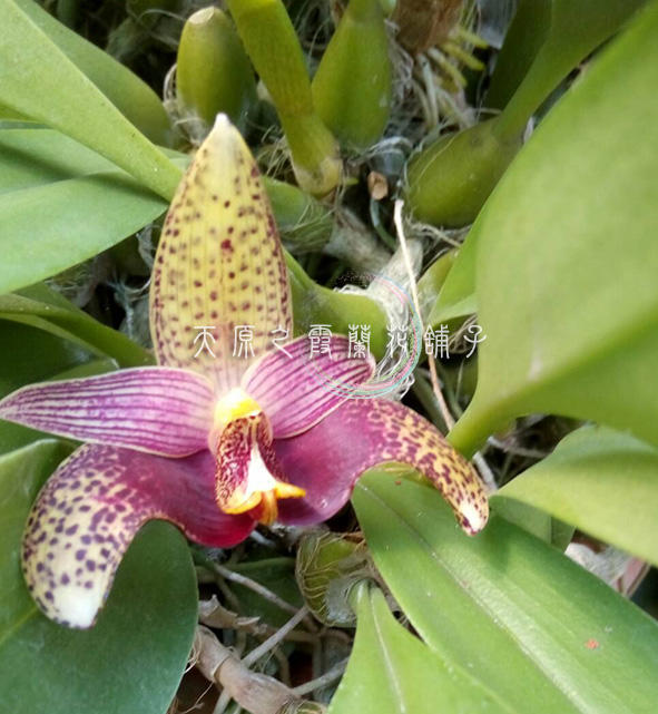 【蘭花舖子】Bulbophyllum sumatranum