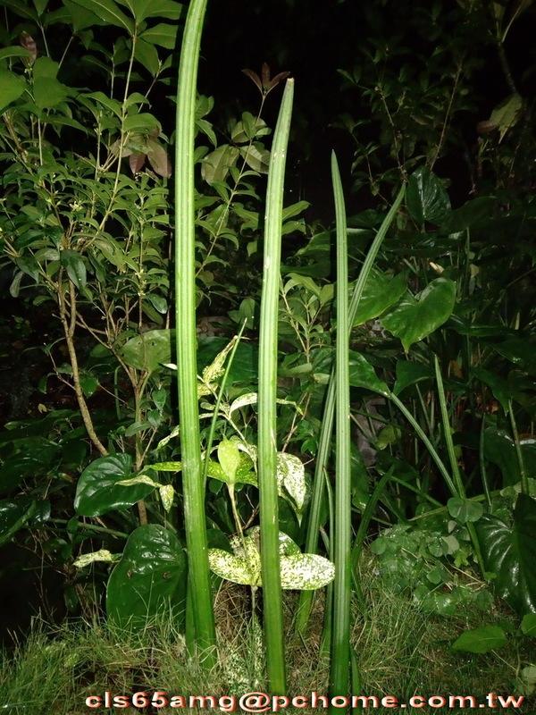 高20~30cm石筆虎尾蘭.柱狀虎尾蘭植株.會開花有清香味!淨化空氣能力極強.室內/外均可.非常好種!龍舌蘭多肉耐旱