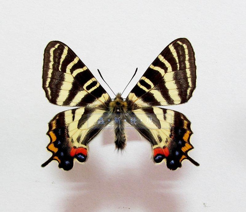 蟲新發現╭○-○╮蝴蝶標本A1~ 日本虎鳳蝶  展翅5.5CM 產地：日本
