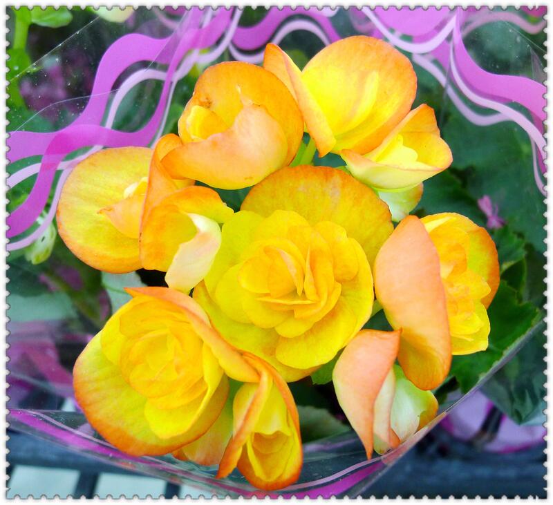 ♥糖心小舖♥~觀賞植物~麗格海棠(5吋)~花園中的美廲佳人~ | 露天市集