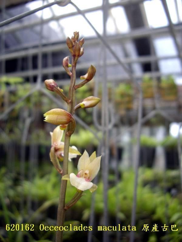 ( 永安蘭園 ) 蘭花 瓶苗 (編號 永安 FOec 02) Oeceoclades maculata