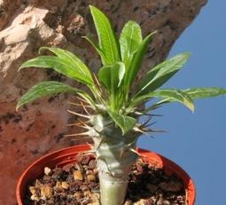 pachypodium - 比價撿便宜- 優惠與推薦- 2023年11月