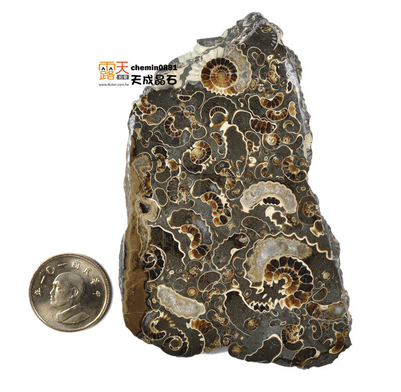 [精品] 侏儸紀 馬斯頓 大理岩 (微菊石) 化石~~數量非常稀少，英國特有