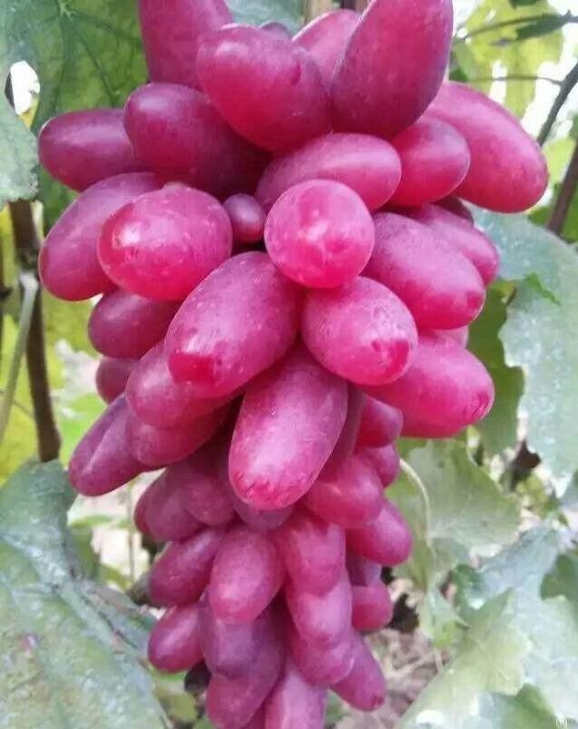 《美人指葡萄盆栽》平均高度約50公分、約一年產果、甜度16度、適合小空間窗台種植