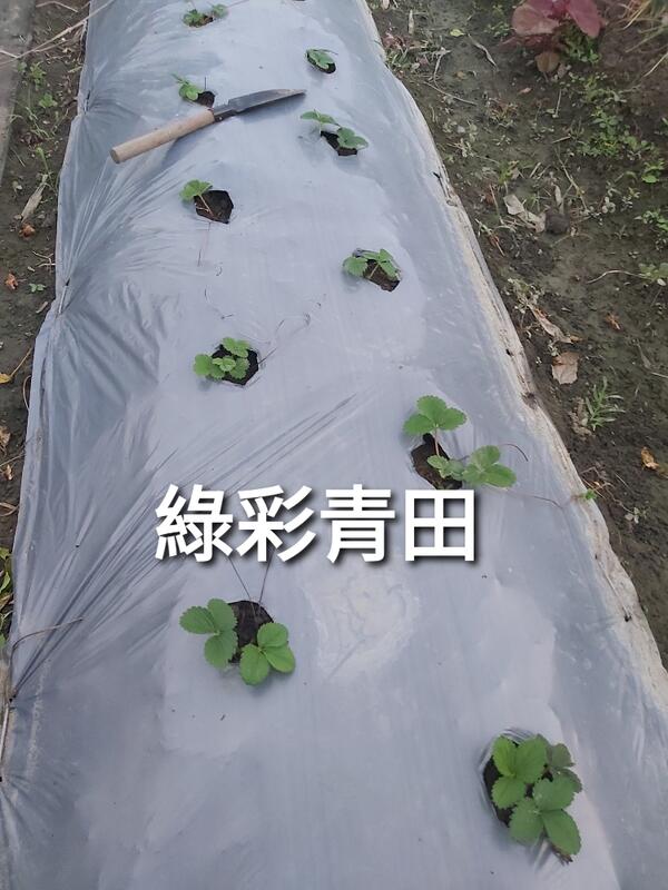 銀黑布( 寬3尺、4尺＊長10米) (種草苺苗可搭配種植用)ㄇ字釘