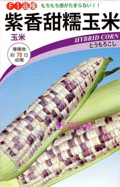 【野菜部屋~中包裝】N07 紫香甜糯玉米種子100公克 (約500顆種子) , 口感香且Q , 甜度高 , 生長強健~