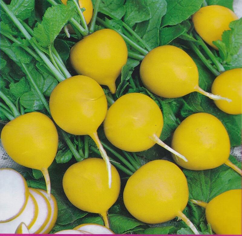 【蔬菜種子S362】黃櫻桃蘿蔔~球形漂亮，裂根少，很少空心。營養豐富，外皮鮮黃色，表皮光滑。