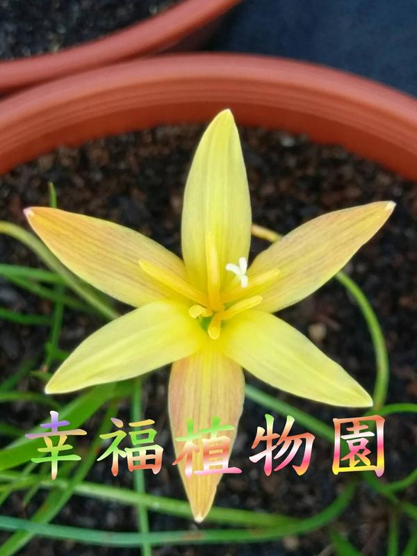 [幸福植物園]風雨蘭 黃玉Zephyranthes Topaz