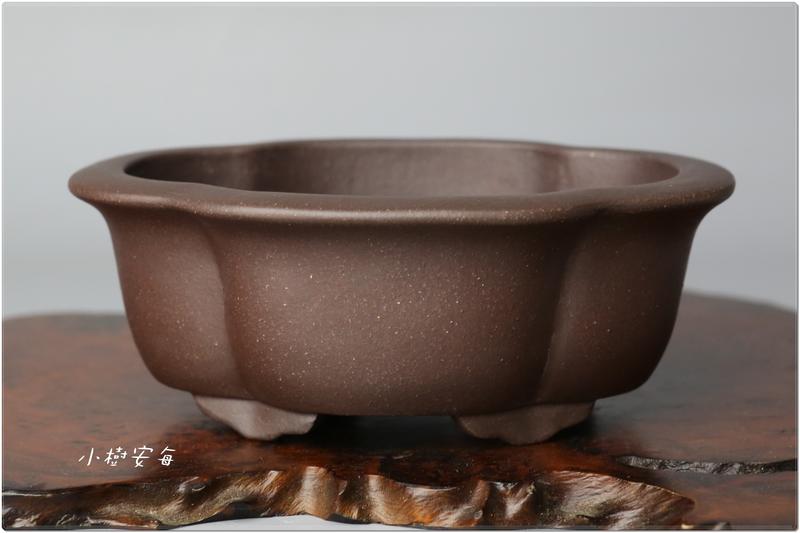 【小樹安每】日本盆缽- [張氏製陶] 紫泥木瓜鉢 13cm