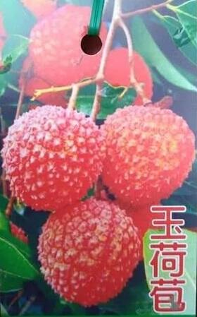 ╭☆東霖園藝☆╮水果苗--玉荷包荔枝-高壓苗