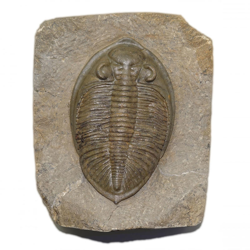 [巨大] 9.4cm 真品 齒唇蟲 三葉蟲 精品化石~~泥盆紀 摩洛哥