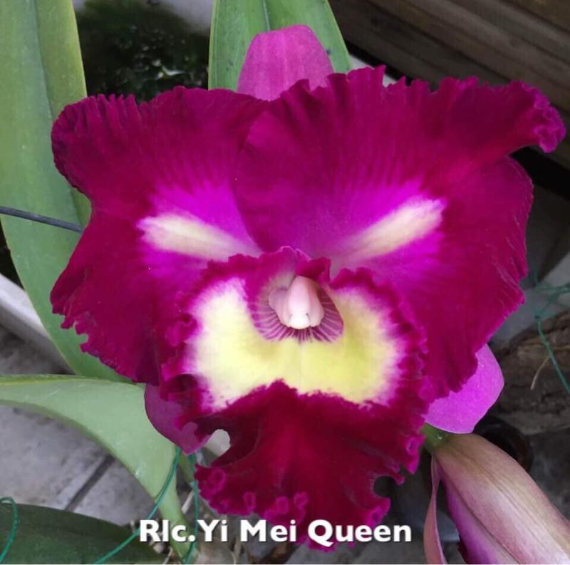 嘉德利亞蘭分生苗：Rlc.Yi Mei Queen “黑貓“