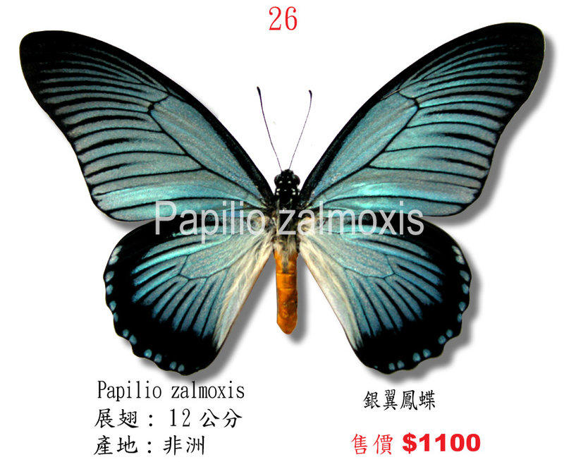 蟲新發現╭○-○╮蝴蝶標本A1 ~ 銀翼鳳蝶展翅12CM 產地：非洲（缺貨中 