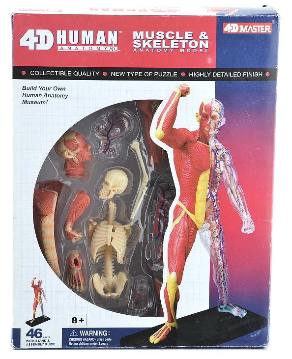 4D Master 人體 血管 肌肉 組織 骨骼架 解剖 拼裝 模型 醫院 學生 教學用具~萬能百貨