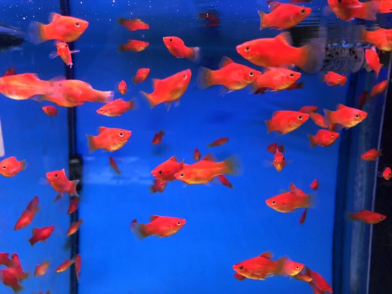 【山水水族量販】紅球魚(2～3公分)一組7隻
