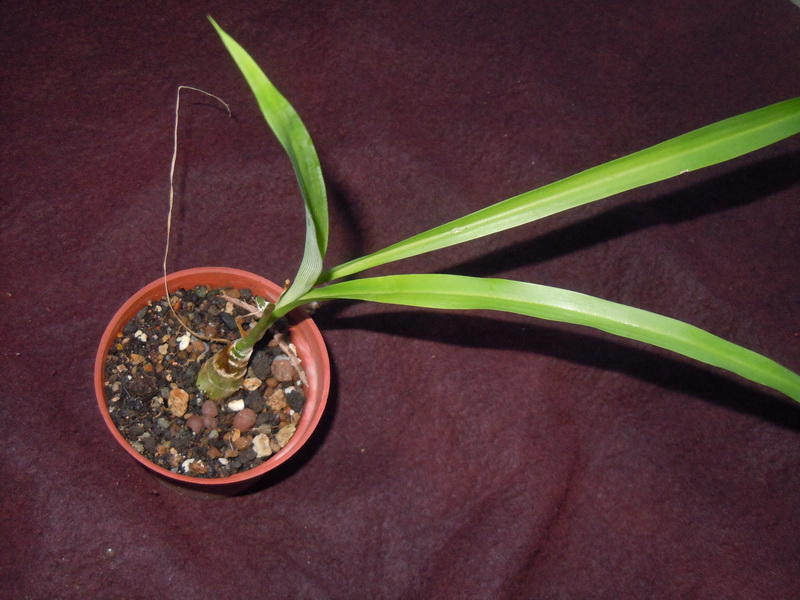 Chlorophytum suffruticosum(木百合）
