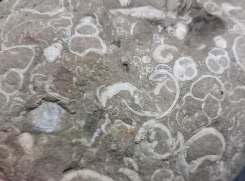 千年貝殼化石 雅石共享  雅石擺件