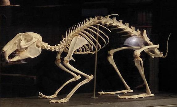 早期 標本 教育部   國小教材 骨骼 骨頭 家禽 標本