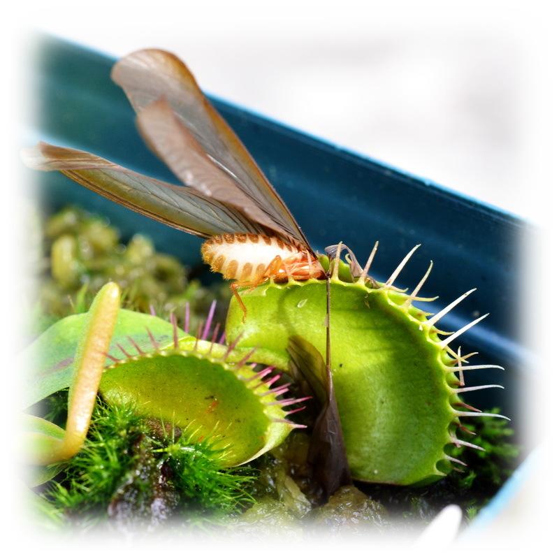✿蝕草小舖✿ 食蟲植物 捕蠅草 Dionaea muscipula
