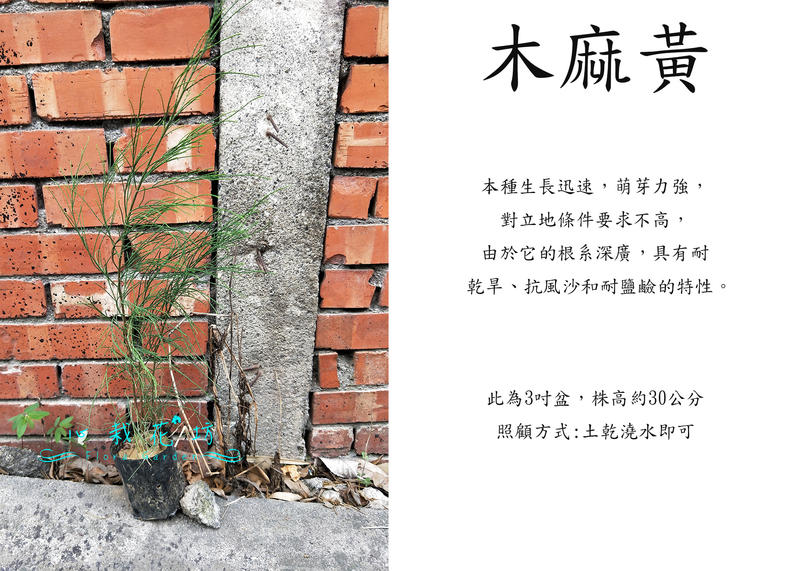 心栽花坊-木麻黃/3吋/造型樹/綠化植物/綠籬植物/售價45特價40