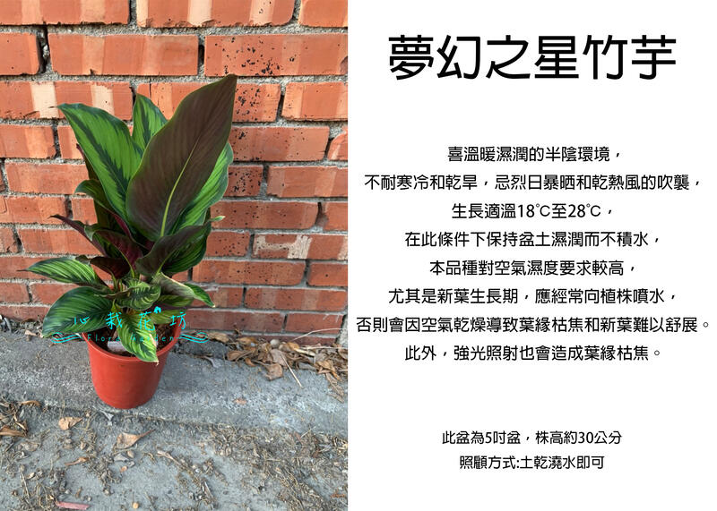 心栽花坊-夢幻之星竹芋/魅力之星竹芋/6吋/綠化植物/室內植物/觀葉植物/售價500特價400