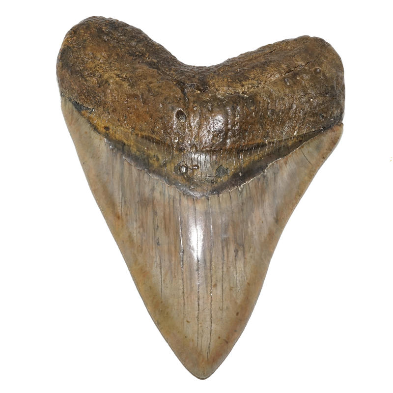 [夢幻級] 6.25吋 巨齒鯊 鯊魚牙 化石~~海撈精品，超過6吋的巨無霸 (比大白鯊稀有)