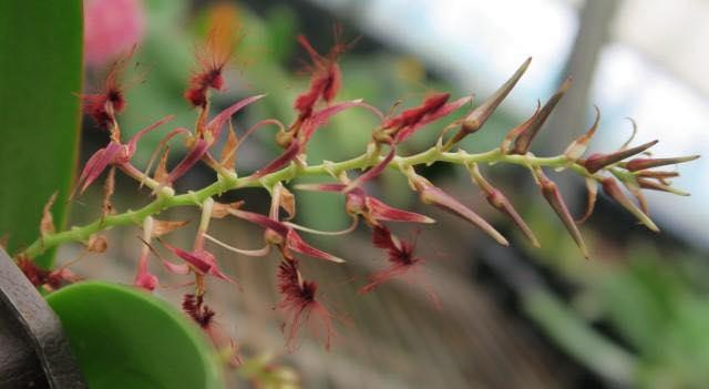 Bulbophyllum barbigerum 毛毛蟲豆蘭