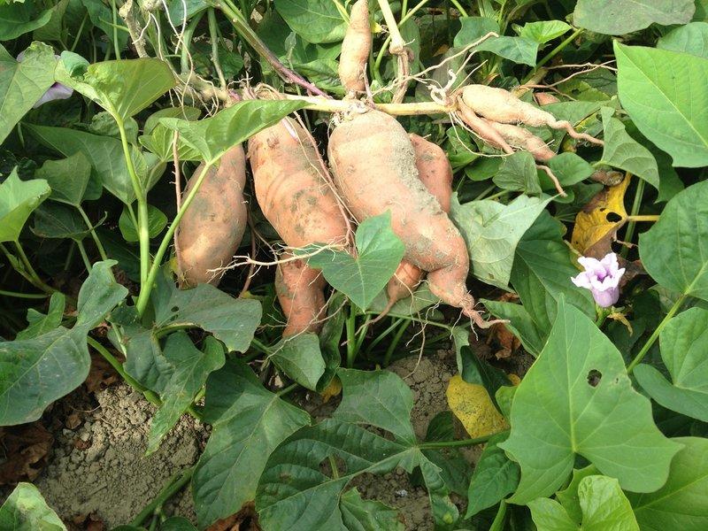【菜田瓜園】台農66號地瓜，台灣在地種植 66號甘藷 66號甘薯 66號番薯 66號番藷 Sweet Potato