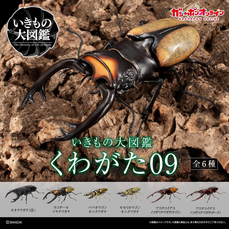 [御宅族] BANDAI 代理 轉蛋 扭蛋 生物大圖鑑 鍬形蟲篇09 全6種 現貨 | 露天市集 | 全台最大的網路購物市集