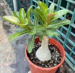 5吋盆 沙漠玫瑰 重瓣品種 (AY2-0 太子妃) 塊根植物 多肉植物 綠化植物 室內植物