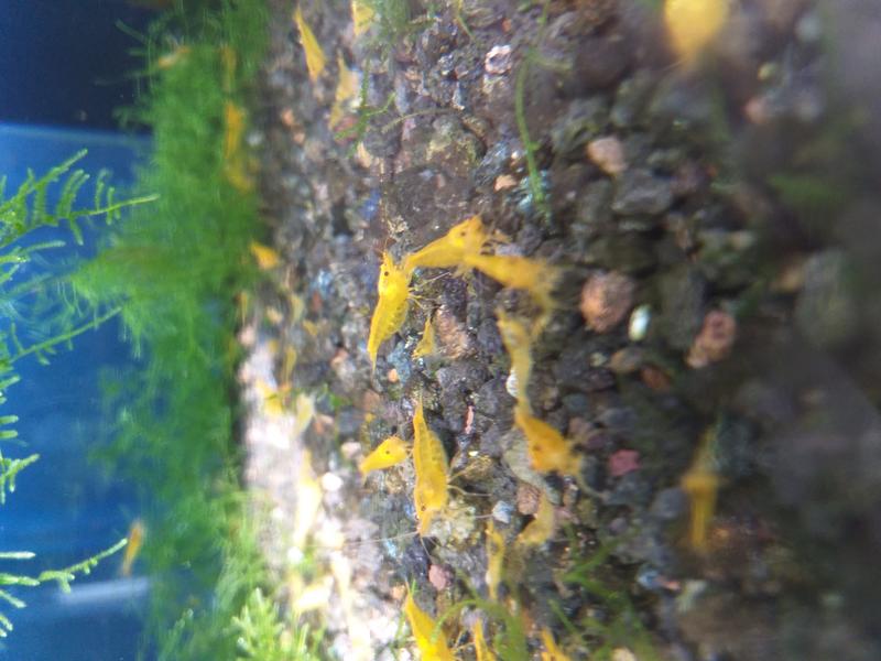 水晶蝦~黃金剛水晶蝦