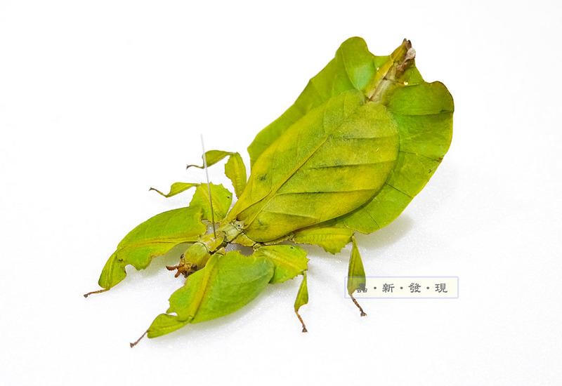 蟲新發現╭○-○╮蝴蝶標本A1~ 葉脩 體長8CM  產地：印尼 ( 缺貨中)