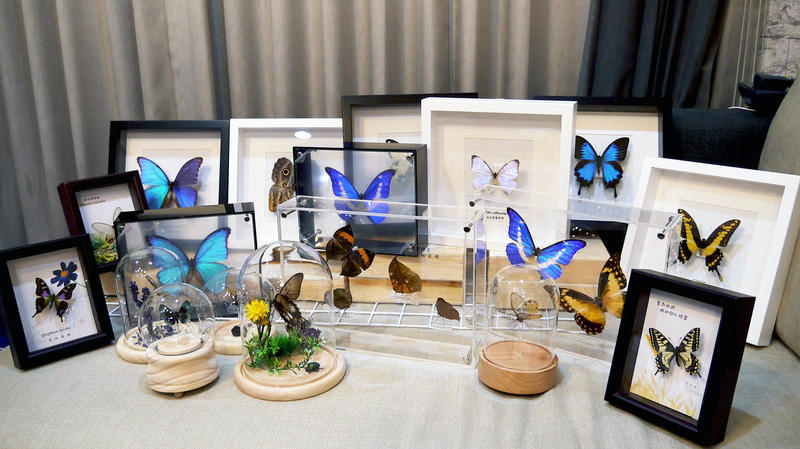 蟲新發現╭○-○╮蝴蝶標本A1 ~ 玻璃罩音樂盒客製單(請來訊詢問)