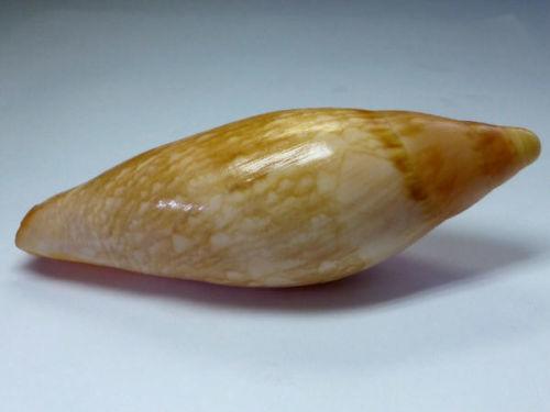 絲絹渦螺Notopeplum Sericata，103.3mm，昆士蘭產，附原貝ID