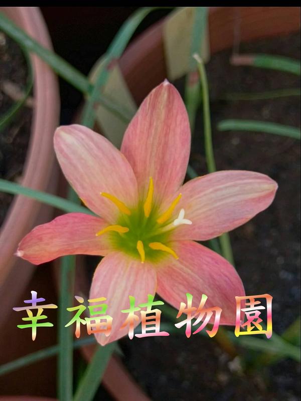 [幸福植物園]風雨蘭 猜那黃昏Zephyranthes Chai Narong dusk